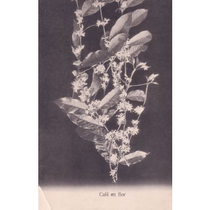 Coffee Found In Flowers Cafe En Flor Antique French Postcard