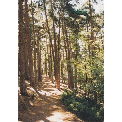 Pine Woods Cofton Hill Lickey Hills Country Park Postcard used 2011 VGC