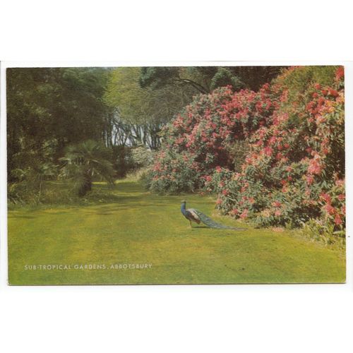 Sub Tropical Gardens Abbotsbury Dorset Postcard 1504
