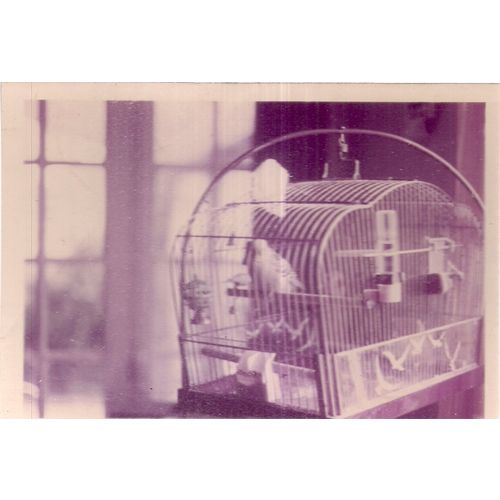 vintage photo of a budgerigar in a cage... =
