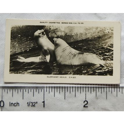 1926 Pattreiouex Real Photos Animals No. CA82 - Elephant Seals