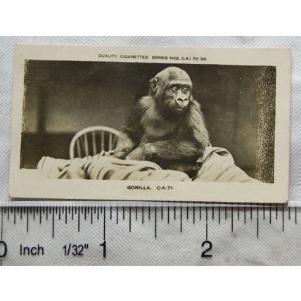 1926 Pattreiouex Real Photos Animals No. CA71 - Gorilla