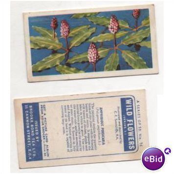 Vintage 1959 Brooke Bond Tea card WILD FLOWERS series 2 no.26 Amph. Persicaria