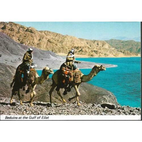 Eilat, Israel - Beduins, Gulf of Eilat, camels - postcard c.1960s