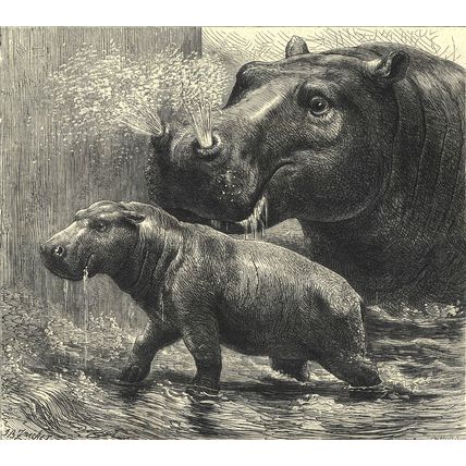 HIPPOPOTAMUS AND HER YOUNG ONE 1872 Johann Baptist Zwecker VICTORIAN ENGRAVINGS