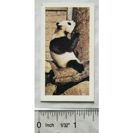 1958 Horniman's Tea card Wild animals No. 28 Giant Panda