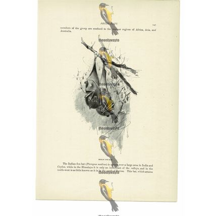 Indian Fox-Bat, Animal Book Illustration (Print), c1916