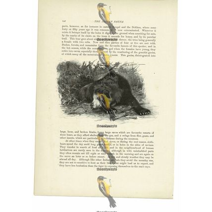 Sloth Bear, Animal Book Illustration (Print), c1916