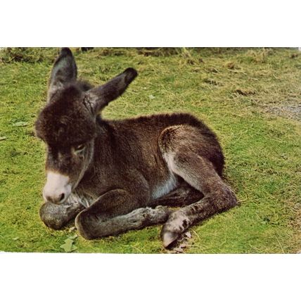Postcard Baby Donkey