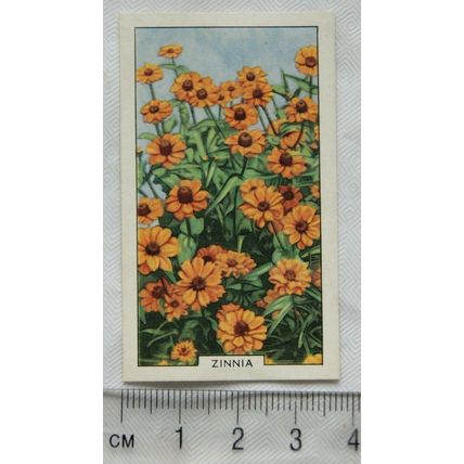 1938 Gallaher's Garden flowers No. 4 Zinnia