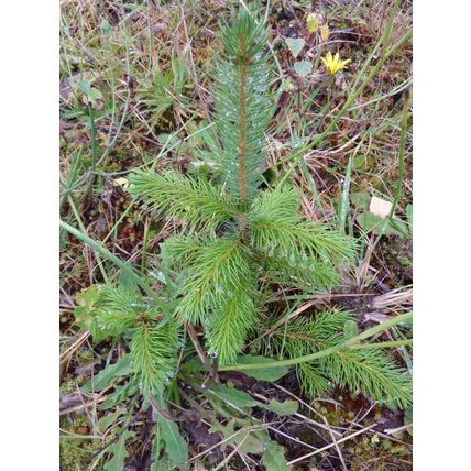 20 SPRUCE CHRISTMAS TREE SAPLINGS 5-15CM - BARE ROOTED DUG TO ORDER WOODLAND