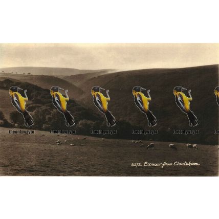 Exmoor from Cloutsham, Somerset, Sunshine Sweetman RP Postcard