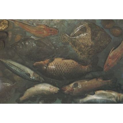 Red Rainbow Trout Gurnet Golden Carp Mackerel Turbot Still Life Food Postcard