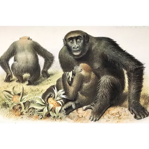 GORILLA 1865 J Wolf antique Print Lithograph Animal Art Decor Orig poster monkey