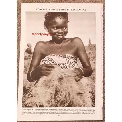 Girls Shredding Sisal, Tanzania, Africa, Book Illustration, c1953