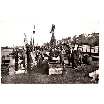 353 - Boulogne sur Mer - Dechargement du Poisson - Postally Unused - Real Photo