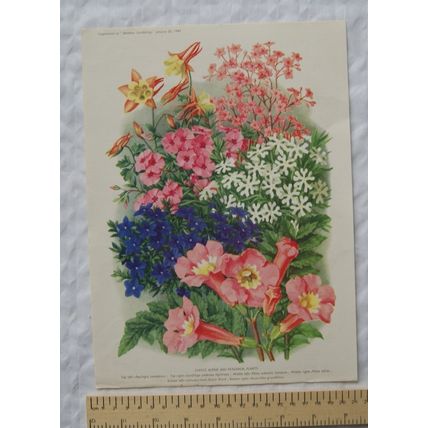 1940 Amateur Gardening illustration - Choice Alpine & Perennial Plants