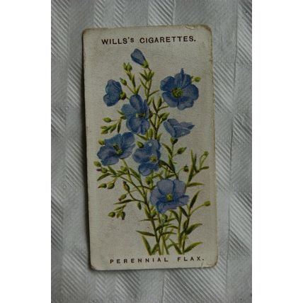 1913 Wills Old English Garden Flowers 2nd series No. 20 Perennial Flax