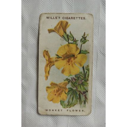 1913 Wills Old English Garden Flowers 2nd series No. 22 Monkey Flower