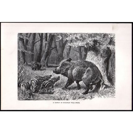A FAMILY OF EUROPEAN WILD SWINE 1894 Boar VICTORIAN ENGRAVING