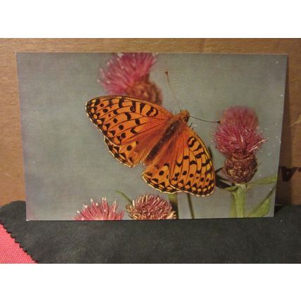 DARK GREEN FRITILLARY BUTTERFLY unused vintage postcard by J Salmon =