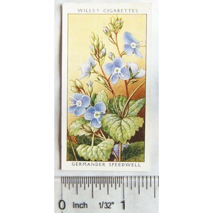 1936 Wills, Wild Flowers No. 39 Germander Speedwell