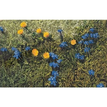 Gentiana Verna Vintage Flower Postcard