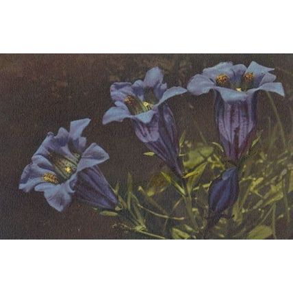 Kochs Gentian Genflanna Kochiana Vintage Flower Postcard
