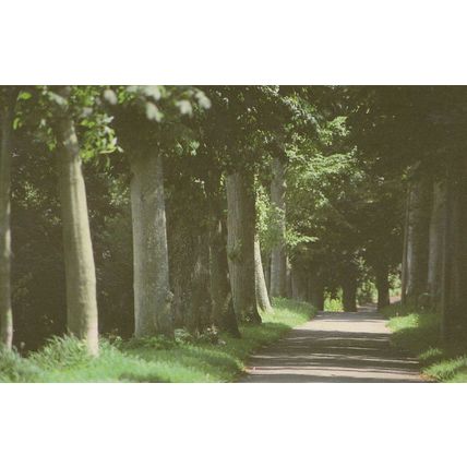 Colliton Walk Thomas Hardy Dorset Dorchester Mayor Postcard