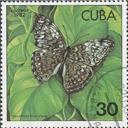 CUBA, BUTTERFLY, Caribbean Cracker, Hamadryas ferox diasia, green 1982, 30c