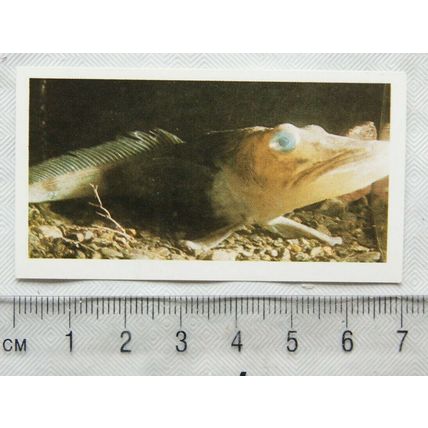 Cap'n Birds Eye's Wonders of the Seven Seas No. 23 The Icefish