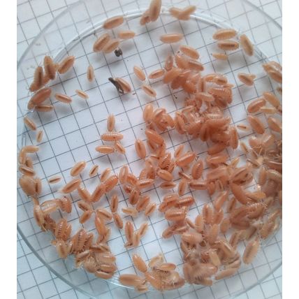100 SMALL Giant Orange Woodlice, Porcellio laevis Live feed cleanup crew FEEDERS