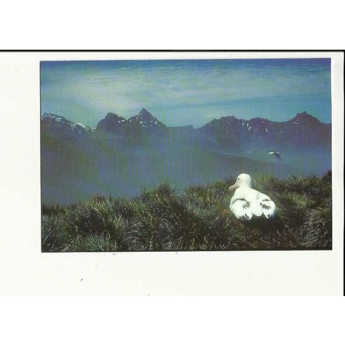 Birds WANDERING ALBATROSS Postcard by South Georgia Whaling Museum (2)