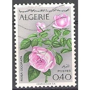 Algérie 1973 Michel 607 O Cote (2005) 0.50 Euro Fleur Rosa odorata