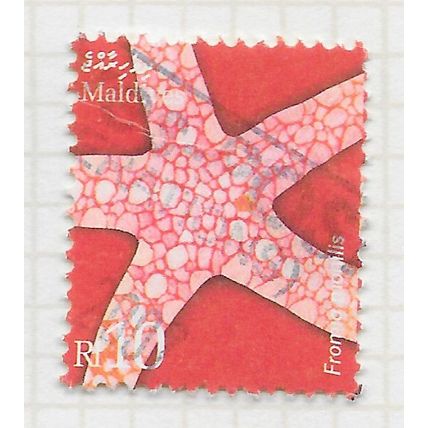 MALDIVES 2004 MARINE LIFE SEA NECKLACE STARFISH Fromia monilis USED fault