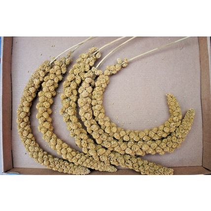 Caged Bird Millet Sprays Sprigs (5 x Sprays of Millet) Canary Budgie Parrot