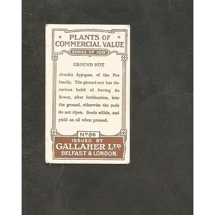 Cigarette Card Gallaher Plants of Commercial Value 1917 #86 Groundnut