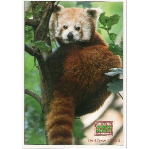 Animal - Red Panda - Bristol Zoo postcard