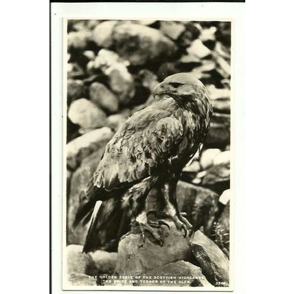 Birds GOLDEN EAGLE Postcard (J.B. White 3906)