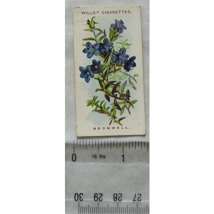 1913 Wills, Alpine Flowers No. 24 Gromwell