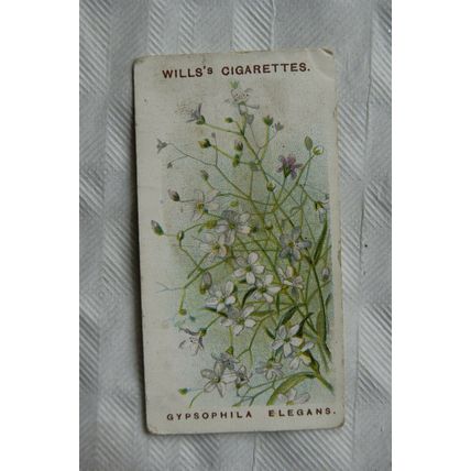 1913 Wills Old English Garden Flowers 2nd series No. 45 Gypsophila Elegans