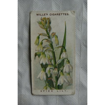 1913 Wills Old English Garden Flowers 2nd series No. 47 Spire Lily