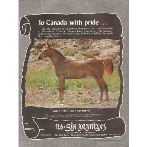 bo-gin arabians 1972 talari talal asil phairy canada pride vintage ad