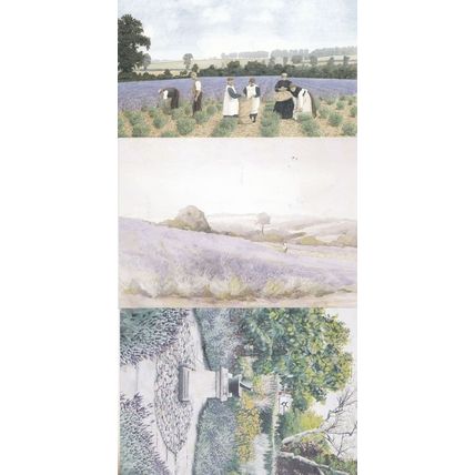 Lavender Field Farm Physio Gardens Sundial Hitchin Harvest 3 Painting Postcard s