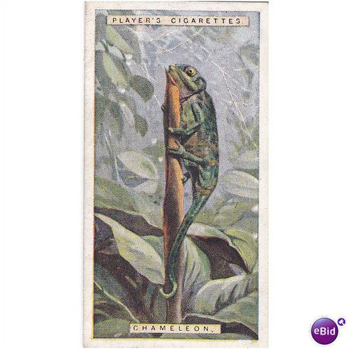 Players Natural History Card No. 13 Chameleon