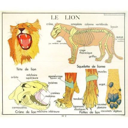 The Lion Skeleton King Of Cats Old School Chart Postcard