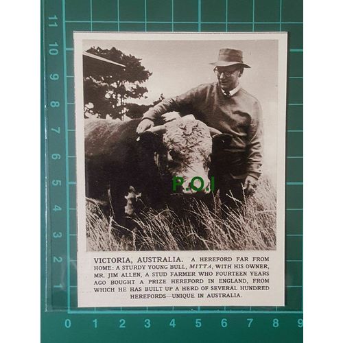 C2586) Mr Jim Allen Stud Farmer Bull MITTA Victoria Australia - 1961 Clip