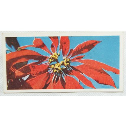 Lyons Tea card Australia No. 25 Poinsettia