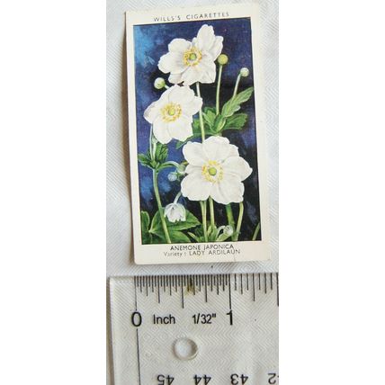1939 Wills Garden Flowers No. 3 Anemone Japonica