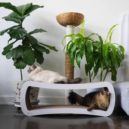Petfusion Jumbo Cat Scratcher Lounge, White. 39 X 11 X 14 Inch 4 Cardboard Scrat